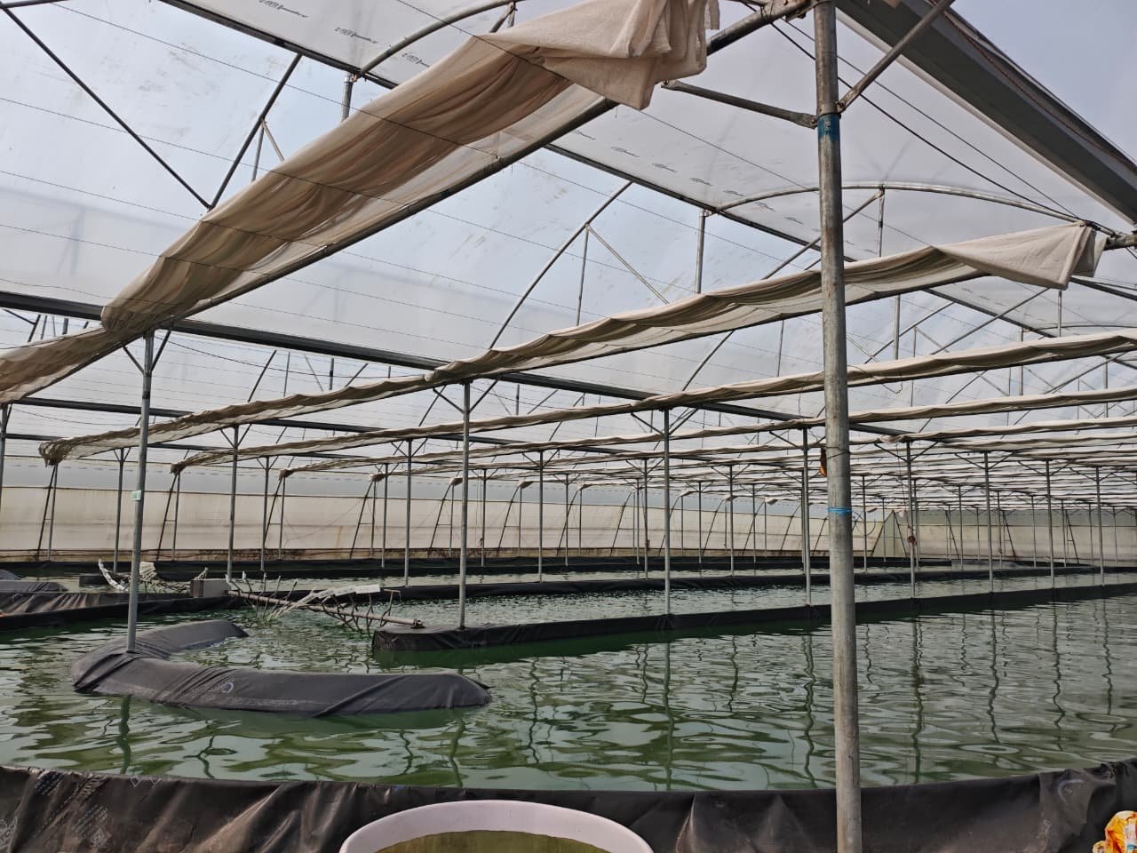 About Us pond